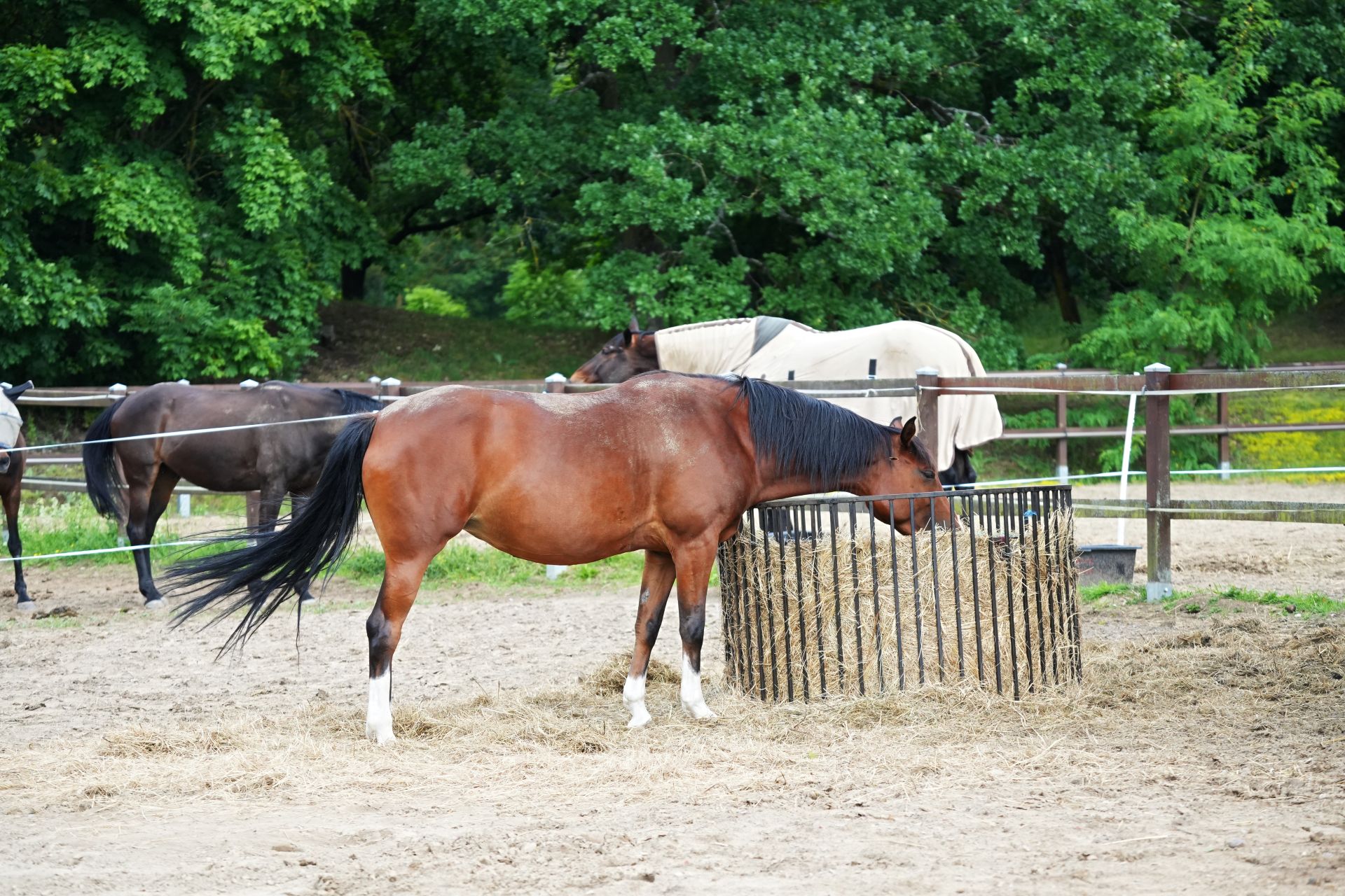 Braunes Pferd frisst Heu aus einer Rundraufe auf einer Weide mit weiteren Pferden im Hintergrund – typische Anwendung auf dem Hof